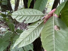 Oxydendrum arboreum