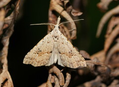 Trigonistis asthenopa