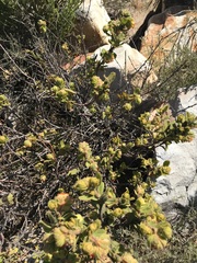 Hermannia salviifolia