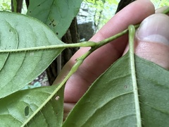 Oxydendrum arboreum