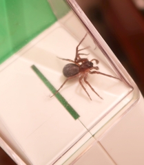 Amaurobius
