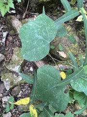 Passiflora lutea