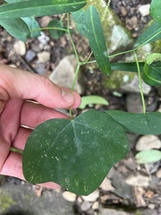 Passiflora lutea