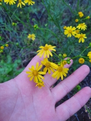 Senecio pinnatifolius