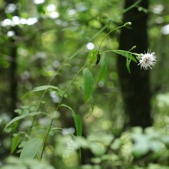 Cirsium altissimum