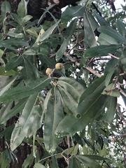 Quercus phellos