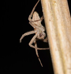 Ornodolomedes
