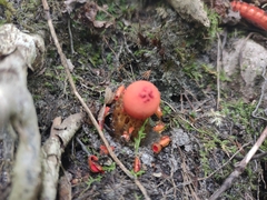 Calostoma cinnabarinum