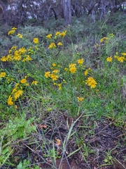 Senecio pinnatifolius