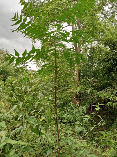 Neem