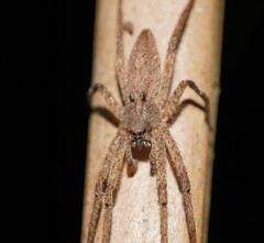 Ornodolomedes