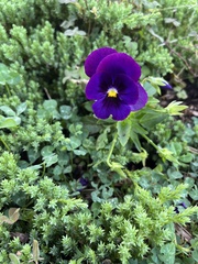 Violaceae