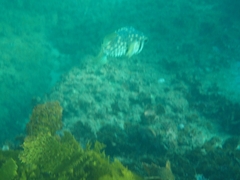 Dicotylichthys punctulatus