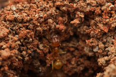 Aphaenogaster pythia