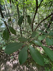 Kalmia latifolia