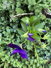 Violaceae