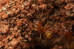Aphaenogaster pythia