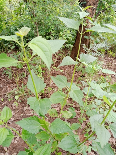 Siam weed