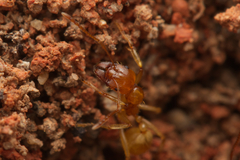 Aphaenogaster pythia
