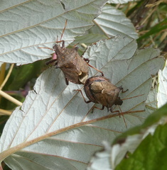Picromerus bidens