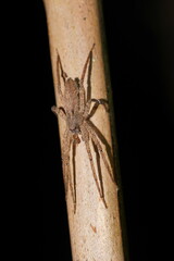 Ornodolomedes