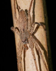 Ornodolomedes