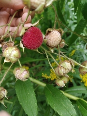 Rubus odoratus