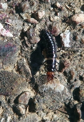 Carabus