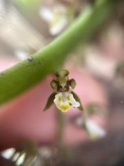 Plectorrhiza tridentata