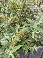 Buddleja davidii