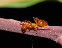 Notoncus spinisquamis