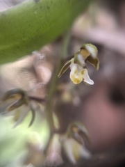 Plectorrhiza tridentata