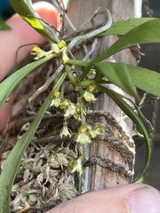 Plectorrhiza tridentata