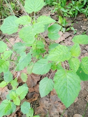 Mesosphaerum suaveolens