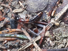 Xantholinus
