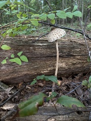 Macrolepiota