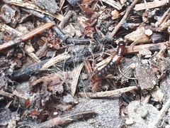 Xantholinus