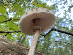Macrolepiota