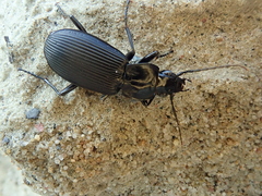 Pterostichus niger