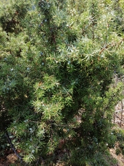 Juniperus