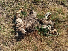 Lycalopex gymnocercus