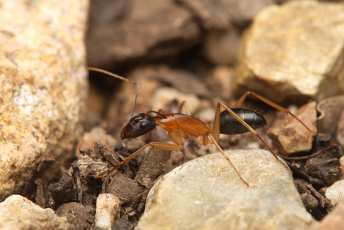 Black-headed Sugar Ant photo 4