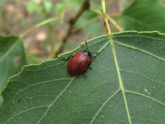 Chrysomela populi