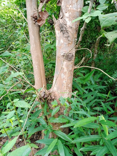 Sterculia setigera