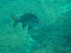 Morwong fuscus