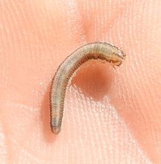 Tenthredininae