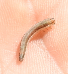 Tenthredininae