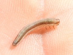 Tenthredininae
