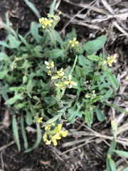 Sisymbrium officinale