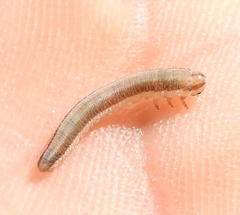 Tenthredininae